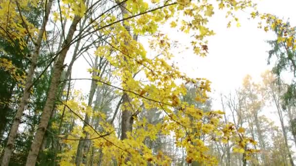 A árvore de bordo em torno do pequeno rio na floresta FS700 — Vídeo de Stock