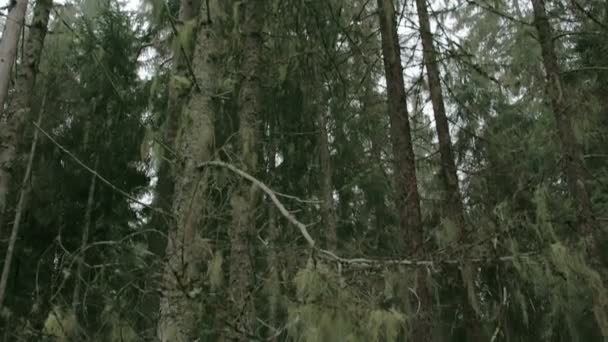 Viel usnea hängen an den bäumen im wald fs700 — Stockvideo