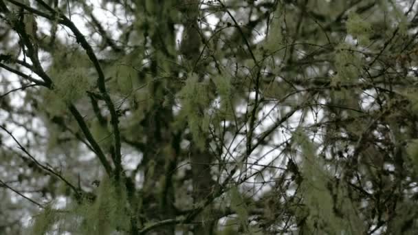 White Usnea hanging on the stem of the tree FS700 — Stock video