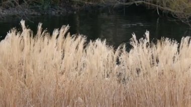 Londra'da Nehri üzerinde kahverengi uzun boylu otlar