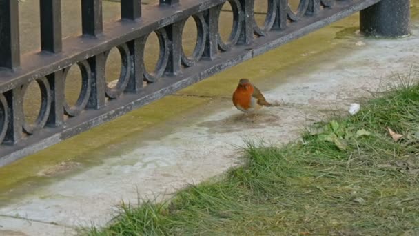 En fågel som äter på kanten av porten — Stockvideo