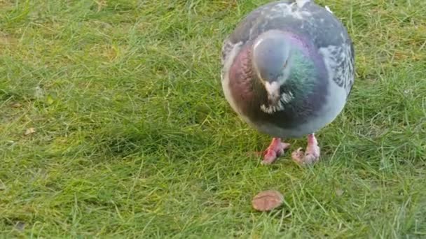 Taube frisst und pflückt einen Samen — Stockvideo