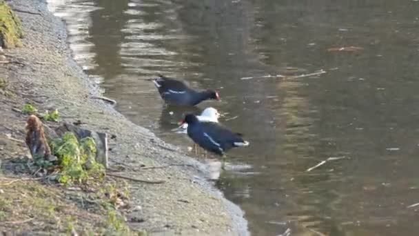 Tre uccelli sul lato del fiume — Video Stock