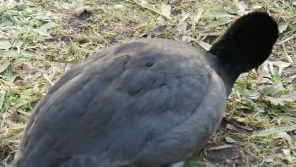Uccello folaga eurasiatico mangiare l'erba — Video Stock