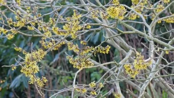 Yellow leaves from a tree — Stock Video