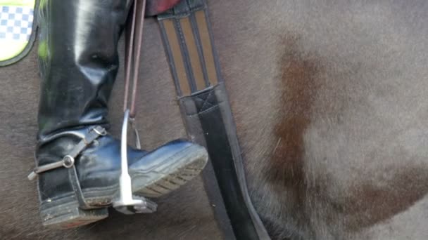 Regardez le cheval aux rênes et ceintures — Video