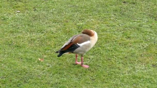 Un oiseau de la foulque sur l'herbe — Video
