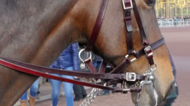 O rosto do cavalo com seu cinto — Vídeo de Stock