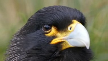 Çizgili caracara denilen bir kuş