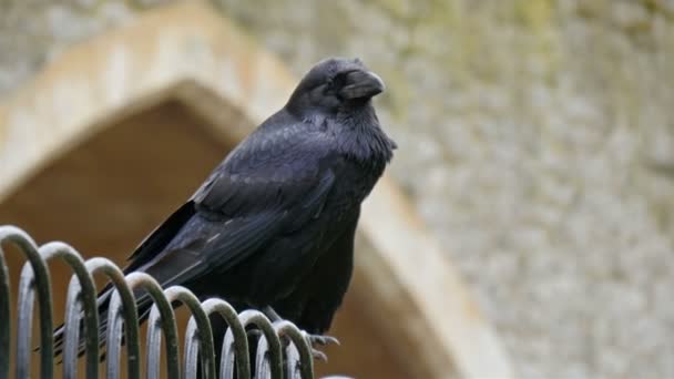 Közepes méretű raven — Stock videók