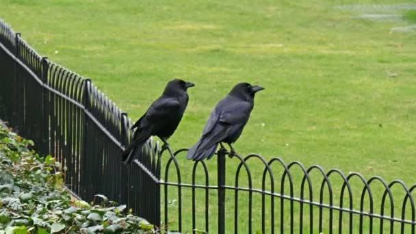 Two black ravens — Stock Video