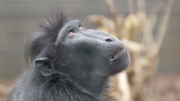 一种动物叫做猕猴黑 — 图库视频影像