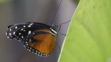 Kaplan longwing kelebek