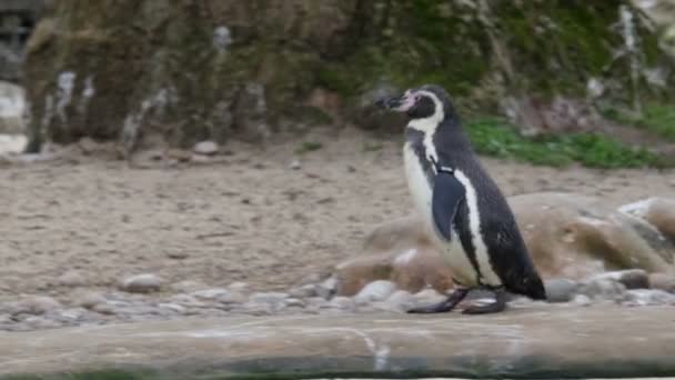 Un pequeño pingüino negro caminando — Vídeo de stock