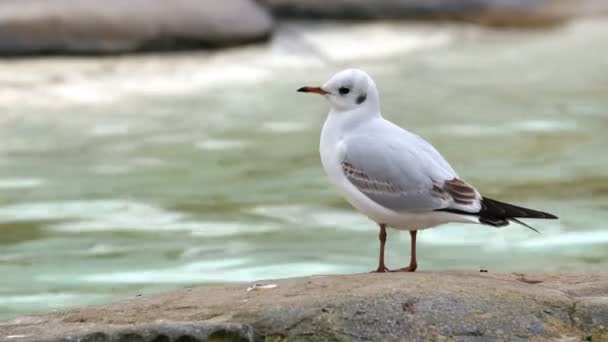 Pequenos pássaros brancos em pé sobre uma rocha — Vídeo de Stock