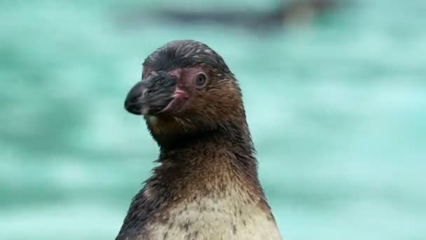 Look of the head of the penguin — Stock Video