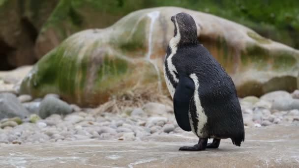 Mirada de la cabeza del pingüino — Vídeos de Stock