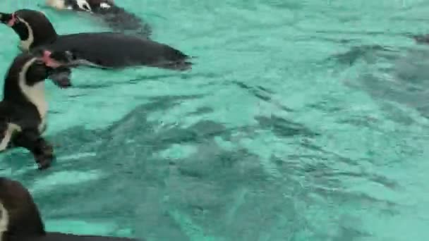 Penguins simmar i dammen — Stockvideo