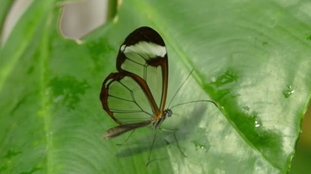 Mariposa con alas transparentes — Vídeo de stock