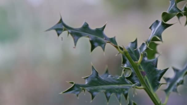 Blätter von den Reben auf dem Friedhof — Stockvideo