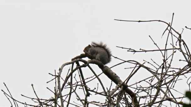 Un squirell en la parte superior de la rama — Vídeo de stock