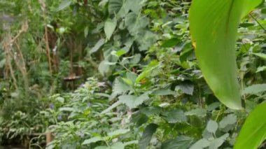 Çok sayıda bir bahçede uçan kelebek