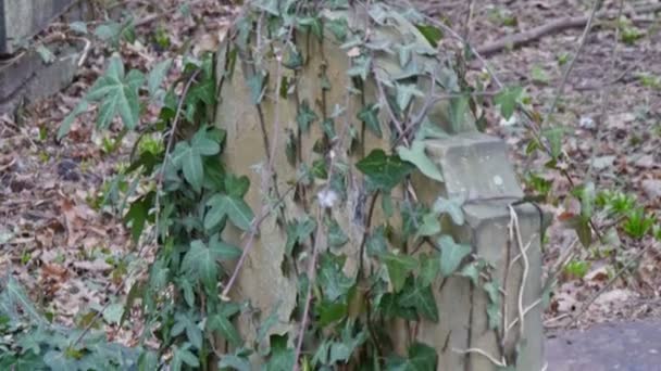 Les feuilles des vignes dans une pierre tombale — Video