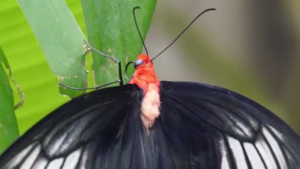 Mariposa negra y blanca colgando de una rama — Vídeos de Stock