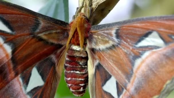 Brauner roter Schmetterling klebt an einem Blatt — Stockvideo