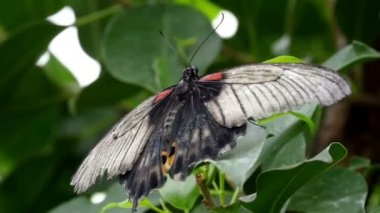Siyah ve beyaz kelebek açık kanatlı