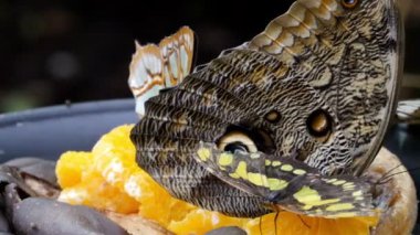 Dört kelebekler üzerinde portakal döşeme