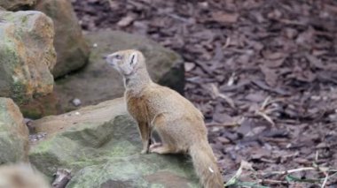 Etrafa Firavun faresi