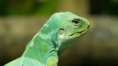 Fiji Iguana ayakta dal
