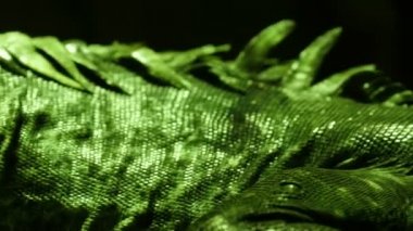 Cilt Utila iguana ile dikenli kuyruk