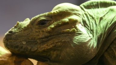 Gergedan iguana başkanı