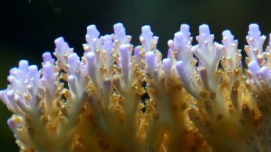 Beyaz ve kahverengi mercan sualtı