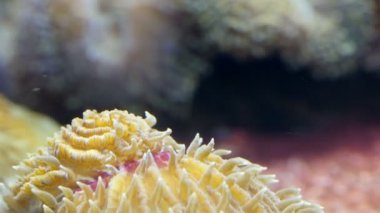 Beyaz güzel Mercan Denizi