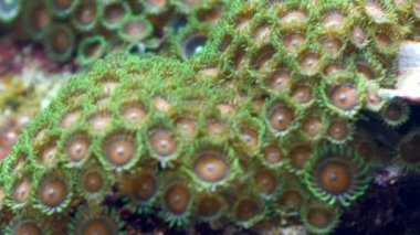 Yeşil mercan türleri su altında