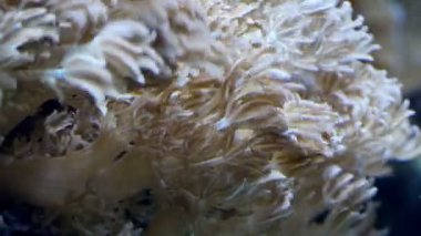 Deniz yatağında sallayarak mercan