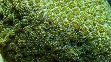 Su yeşil bol mercan