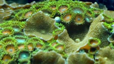 Yeşil mercan okyanus yatakta