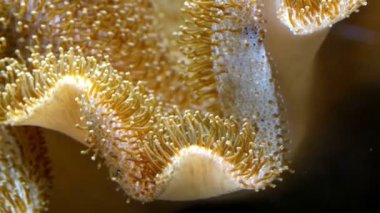 mercan okyanus altında bırakır