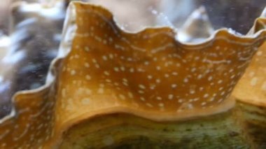 büyük mercan kabuk altındaki