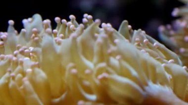 Kabarık organları ile beyaz mercanlar