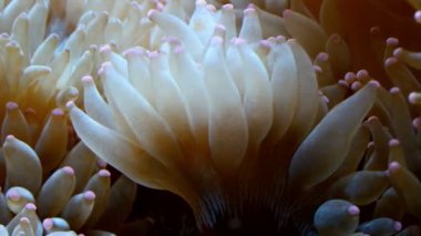 su yatakta beyaz mercanlar