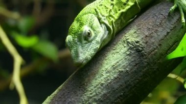 Yeşil Fiji Iguana bir dalda asılı