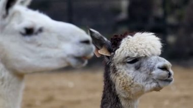 İki beyaz Llamas yeme