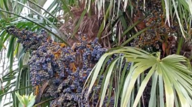 üzüm ile Jabuticaba bitki tür