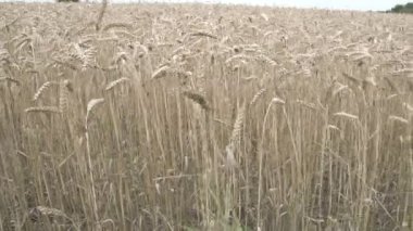 Uzun otların buğday alanında
