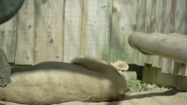 Ayağa kalkmaya kıvrık dişi aslan